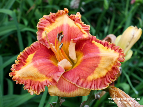 catalog/images/startseite/Orange Grove.jpg